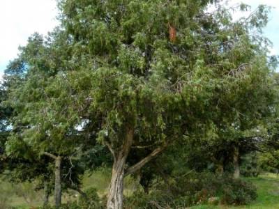 Cárcavas del Río Perales - Sierra Oeste de Madrid; viajes de montaña;senderismo